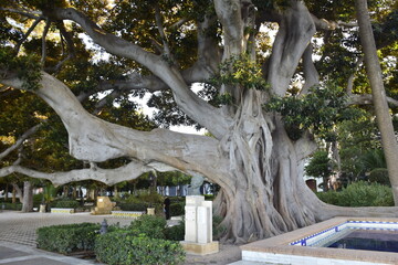 Giant Ficus trees in Alameda de Apodaca, a public park and an example of the eclectic style of Regionalism in Cadiz, and a bench decorated with Seville ceramic tiles. Andalucia, Spain. - obrazy, fototapety, plakaty