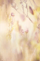 Shrubs and flowers background