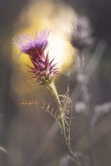 thistle on dry thistle