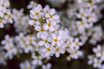 Close up beautiful blooming Arabis caucasica, garden arabis or mountain rock cress white flowers, growing on the meadow