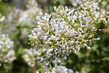 Lilac flowers in spring on a sunny day. Lilac flowering time. Selective focus