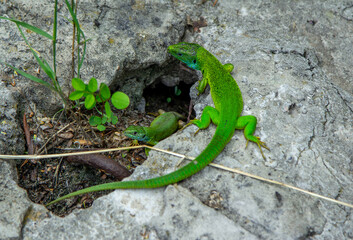 Couple of Bright green lizards with long tail sitting on the stone in a forest. Reptile crawling on the cliff.