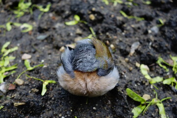 Chaffinch sleeps on ground feeling unwell