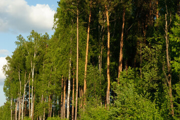 beautiful view of the pine forest