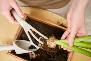 Woman working in home garden, soil for hyacinth flower. Transplanting plants into pots and replacing ground in the living room, diy hobby