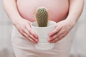 Prickly cactus in the hands of a pregnant woman, home living room