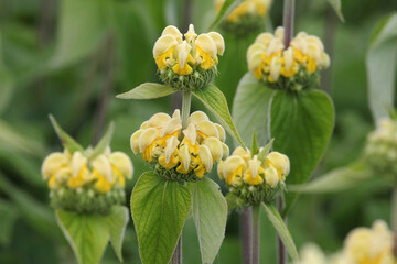 Phlomis russeliana, Turkish sage in flower.