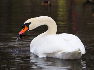 Swans on the palace ponds in the park of the Gatchina Museum-Reserve. Gatchina, Russia.