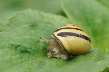 Closeup on lemon snail, Cepaea nemoralis sitting on a green leaf