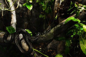 snake_02