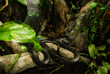 snake_01