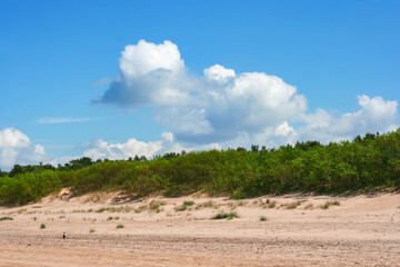 Sand dunes with pine forests near Baltic sea in Vecaki, Latvia. Clean environment concept.