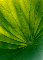 Green leaf backlit by morning sunlight