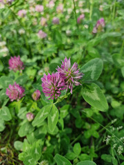 Close-up of beautiful clover flower on a sunny summer day.
