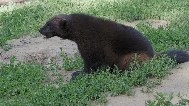 Siberian wolverine (Gulo Gulo) sitting in grass