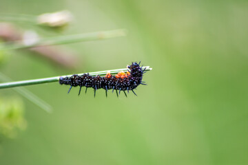 Big black caterpillar with white dots, black tentacles and orange feet is the beautiful large larva...