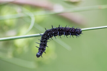 Big black caterpillar with white dots, black tentacles and orange feet is the beautiful large larva of the peacock butterfly eating leafs and grass before mutation into a butterfly via metamorphosis