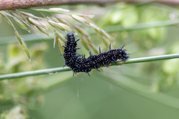 Big black caterpillar with white dots, black tentacles and orange feet is the beautiful large larva of the peacock butterfly eating leafs and grass before mutation into a butterfly via metamorphosis