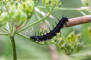 Big black caterpillar with white dots, black tentacles and orange feet is the beautiful large larva of the peacock butterfly eating leafs and grass before mutation into a butterfly via metamorphosis