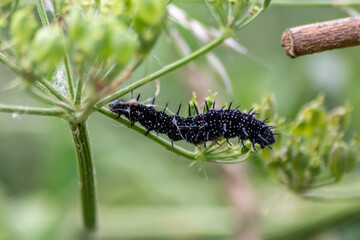 Big black caterpillar with white dots, black tentacles and orange feet is the beautiful large larva of the peacock butterfly eating leafs and grass before mutation into a butterfly via metamorphosis