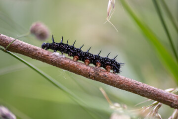 Big black caterpillar with white dots, black tentacles and orange feet is the beautiful large larva of the peacock butterfly eating leafs and grass before mutation into a butterfly via metamorphosis