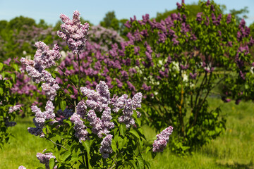 Fototapeta premium Lilac flowers are blooming. Selective focus