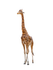 giraffe standing isolated on white
