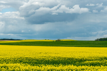 A beautiful flowering rapeseed field against the background of clouds. Thunderclouds in anticipation of rain hang over a blooming meadow with flowers and agricultural crops.