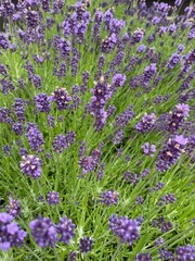 Obraz premium Blumen
