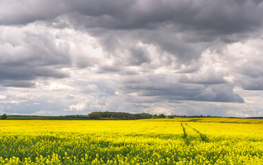 A beautiful flowering rapeseed field against the background of clouds. Traces of wheeled agricultural machinery on a rapeseed field. Rural landscape wallpaper.