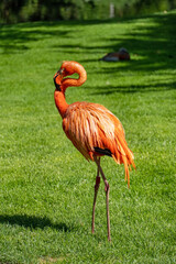 Flamingo