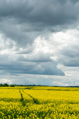 A beautiful flowering rapeseed field against the background of clouds. Traces of wheeled agricultural machinery on a rapeseed field. Rural landscape wallpaper.