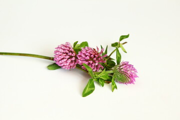wild flower pink clover medicinal herb isolated in white background