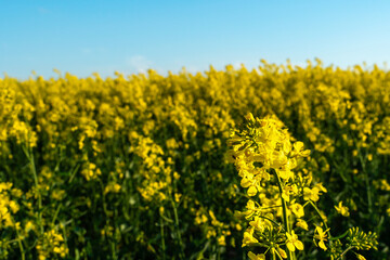 A beautiful flowering rapeseed field against the background of clouds. Thunderclouds in anticipation of rain hang over a blooming meadow with flowers and agricultural crops.