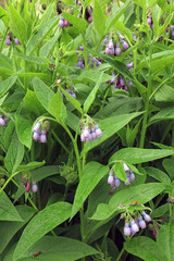 Obraz premium Common Comfrey flowers, Derbyshire UK 