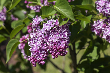 Two colored lilac blooms beautifully on a sunny dayGorgeous lilac flowers. Selective focus