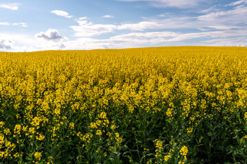 A beautiful flowering rapeseed field against the background of clouds. Thunderclouds in anticipation of rain hang over a blooming meadow with flowers and agricultural crops.