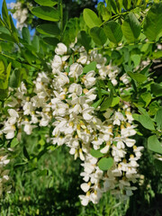 Beautiful white acacia flowers on a sunny summer day in the city of Lodz.