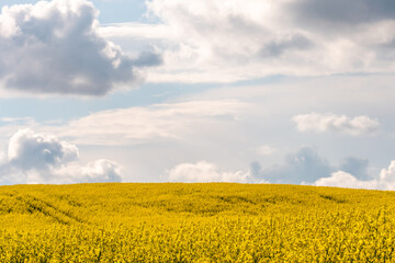 A beautiful flowering rapeseed field against the background of clouds. Thunderclouds in anticipation of rain hang over a blooming meadow with flowers and agricultural crops.
