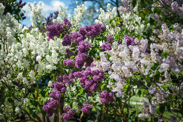 Obraz premium Lilac flower concept. Greeting card design Selective focus
