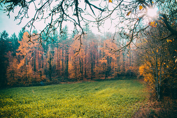 morning in the forest