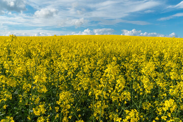 A beautiful flowering rapeseed field against the background of clouds. Thunderclouds in anticipation of rain hang over a blooming meadow with flowers and agricultural crops.
