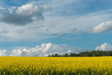 A beautiful flowering rapeseed field against the background of clouds. Thunderclouds in anticipation of rain hang over a blooming meadow with flowers and agricultural crops.