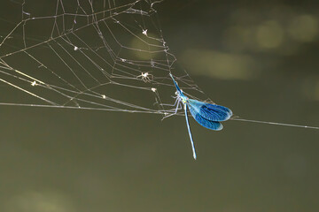 Eine männliche gebänderte Prachtlibelle in einem Spinnennetz gefangen