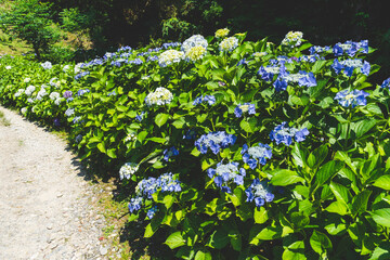 青と紫の紫陽花