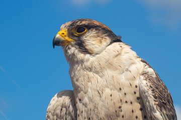 Head of an falcon