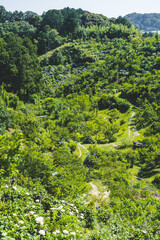 山の上からの綺麗な緑の景色