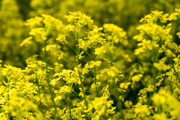 Obraz premium A beautiful overgrown meadow with flowering rapeseed and other bright flowers. A cozy path passes through a birch grove. A place to relax in nature.