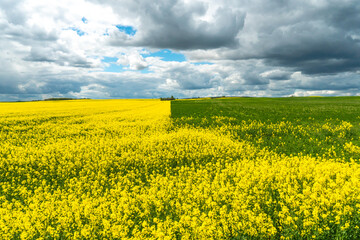 The border of a flowering rapeseed and wheat field against the background of clouds. Yellow and green fields with different crops. Ecological agriculture.