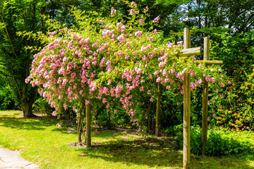 Obraz premium flowers in the garden